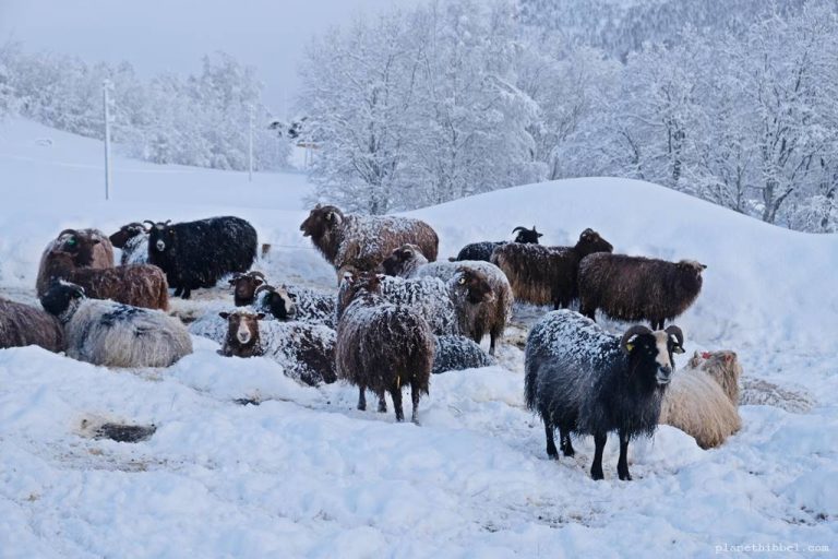 [Mit dem Hundeschlitten durch Nordnorwegen] Unser Ausflug zur Jevningen