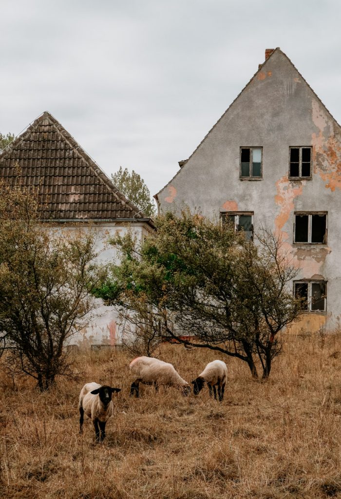 Schafe vor Lost Place auf der Halbinsel Rerik