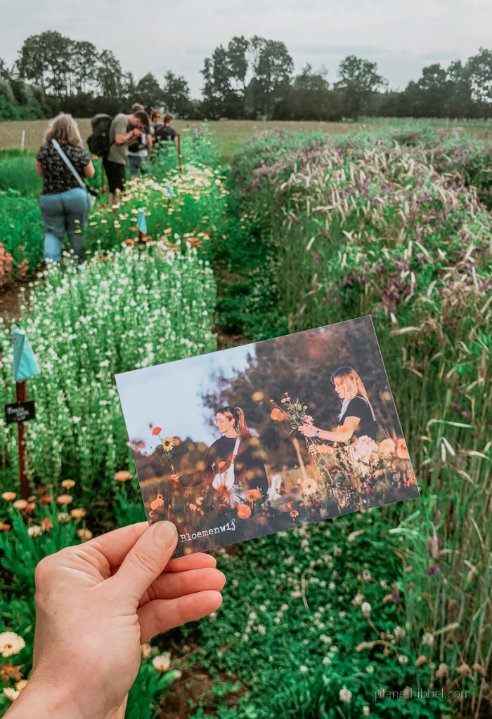 Postkarte der Bloemenwij, die von einer Hand vor die Blumenfelder mit Besuchern, gehalten wird, 
