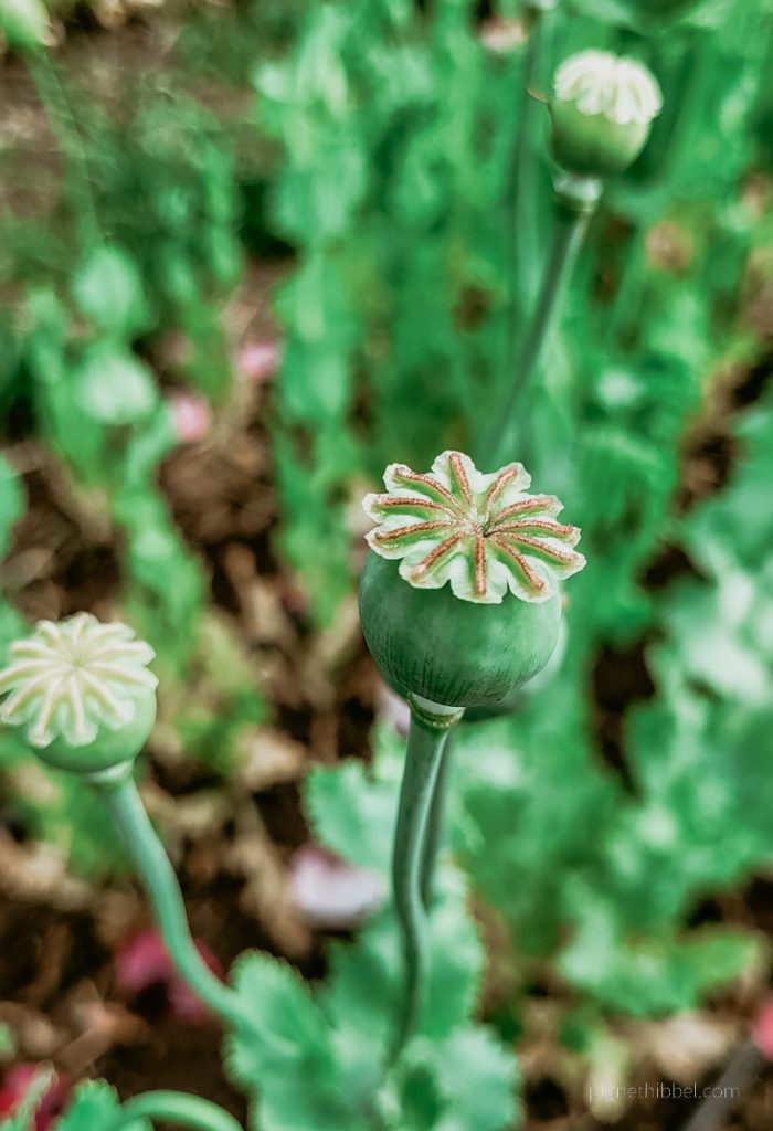 Bild von grünen Mohnkapseln auf Blumenfeld.